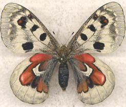 PARNASSIUS A.WISCOTTI ABERRANT (Internet Image property of respective owner, non-commercial use only)